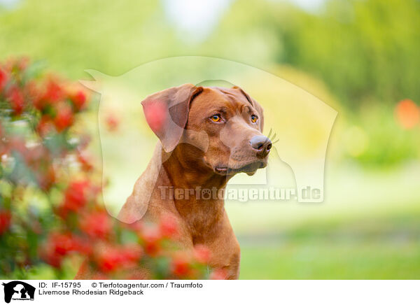 Livernose Rhodesian Ridgeback Hndin / Livernose Rhodesian Ridgeback / IF-15795