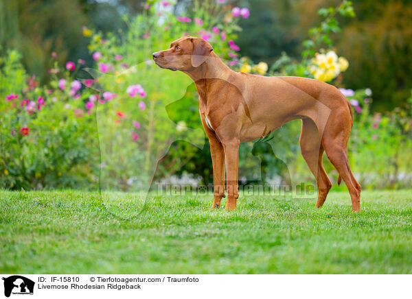 Livernose Rhodesian Ridgeback Hndin / Livernose Rhodesian Ridgeback / IF-15810