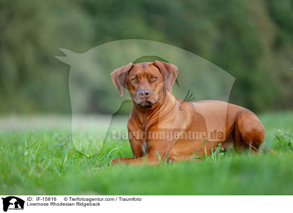 Livernose Rhodesian Ridgeback Hndin / Livernose Rhodesian Ridgeback / IF-15816