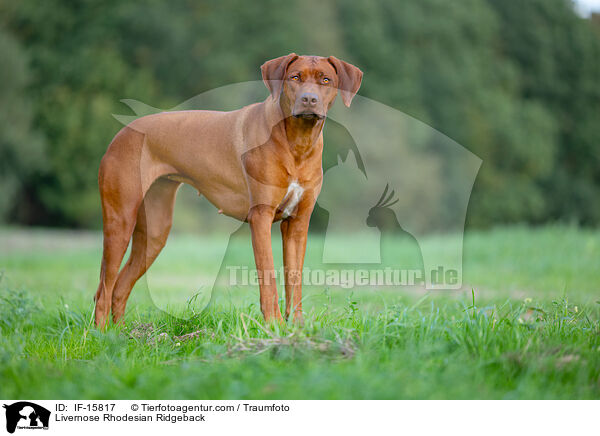 Livernose Rhodesian Ridgeback H�ndin / Livernose Rhodesian Ridgeback / IF-15817