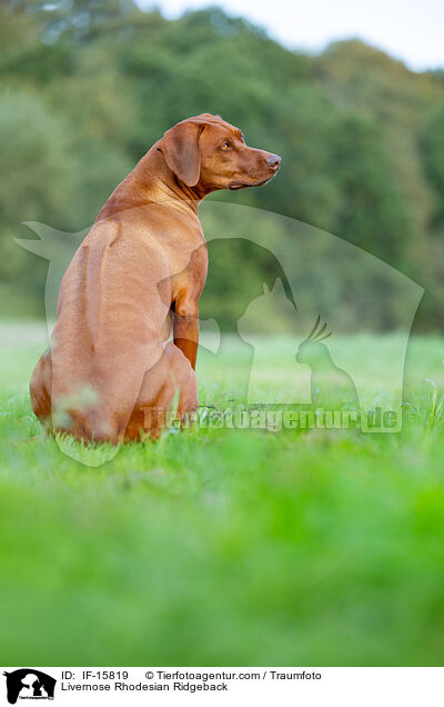 Livernose Rhodesian Ridgeback Hndin / Livernose Rhodesian Ridgeback / IF-15819