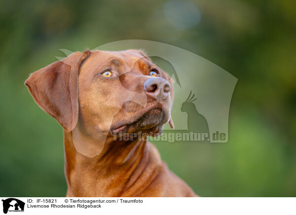 Livernose Rhodesian Ridgeback H�ndin / Livernose Rhodesian Ridgeback / IF-15821
