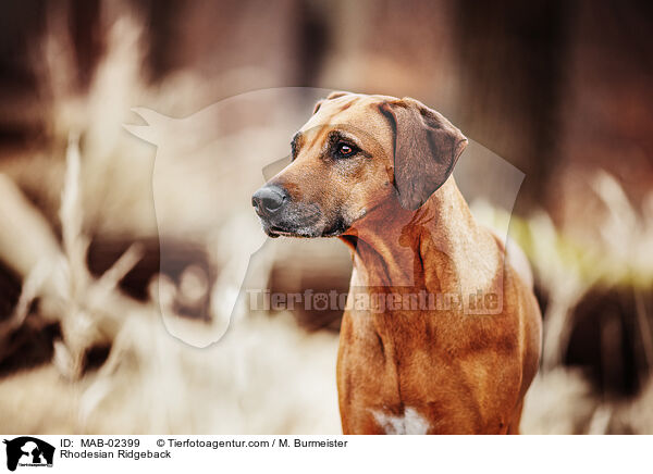 Rhodesian Ridgeback / Rhodesian Ridgeback / MAB-02399