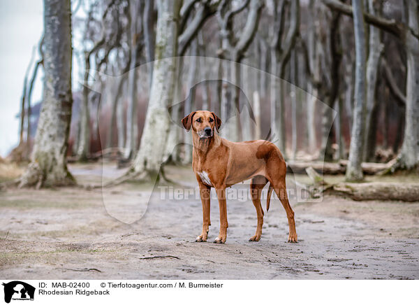 Rhodesian Ridgeback / Rhodesian Ridgeback / MAB-02400