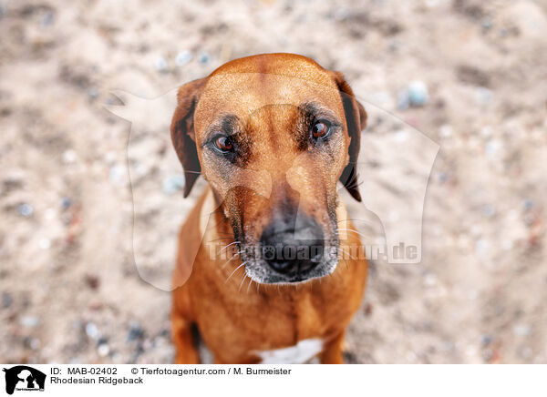 Rhodesian Ridgeback / Rhodesian Ridgeback / MAB-02402