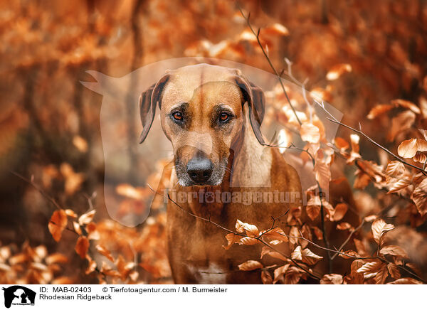 Rhodesian Ridgeback / Rhodesian Ridgeback / MAB-02403