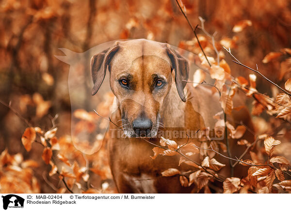 Rhodesian Ridgeback / Rhodesian Ridgeback / MAB-02404