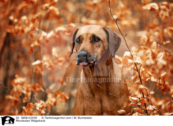 Rhodesian Ridgeback / Rhodesian Ridgeback / MAB-02406
