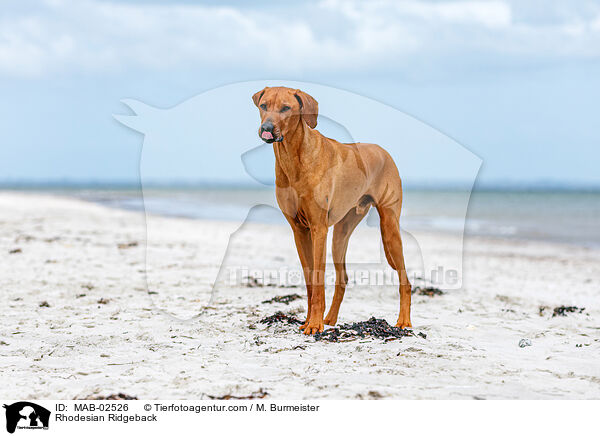 Rhodesian Ridgeback / Rhodesian Ridgeback / MAB-02526