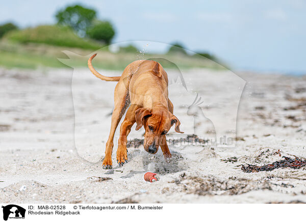 Rhodesian Ridgeback / MAB-02528