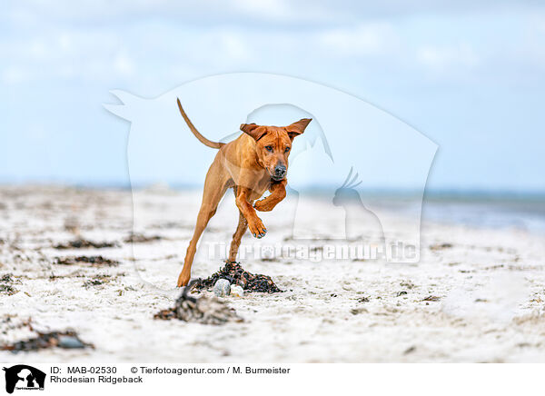 Rhodesian Ridgeback / Rhodesian Ridgeback / MAB-02530