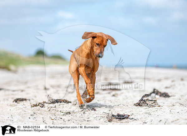 Rhodesian Ridgeback / Rhodesian Ridgeback / MAB-02534