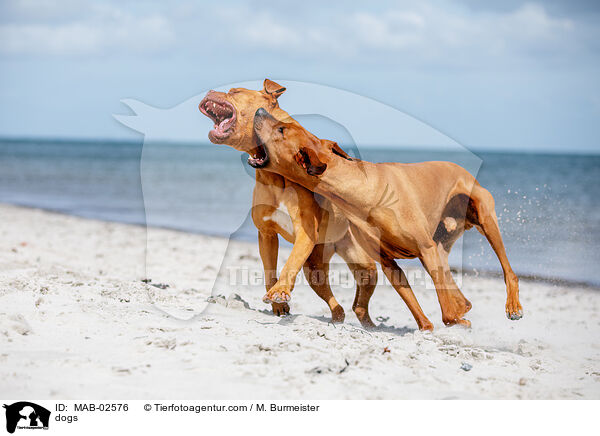 Hunde / dogs / MAB-02576