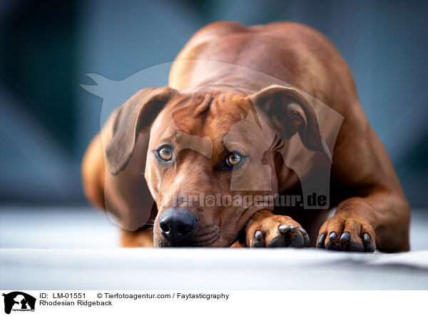 Rhodesian Ridgeback / Rhodesian Ridgeback / LM-01551