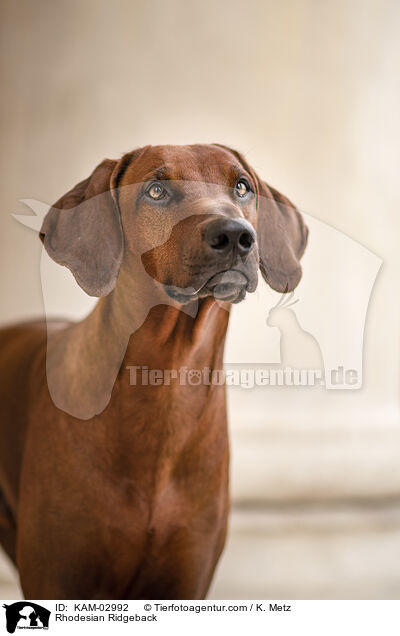 Rhodesian Ridgeback / Rhodesian Ridgeback / KAM-02992