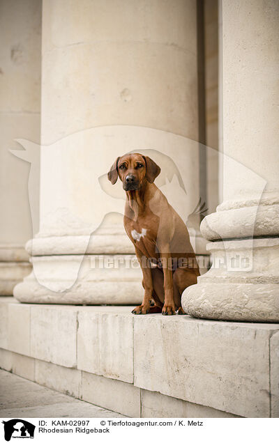 Rhodesian Ridgeback / Rhodesian Ridgeback / KAM-02997
