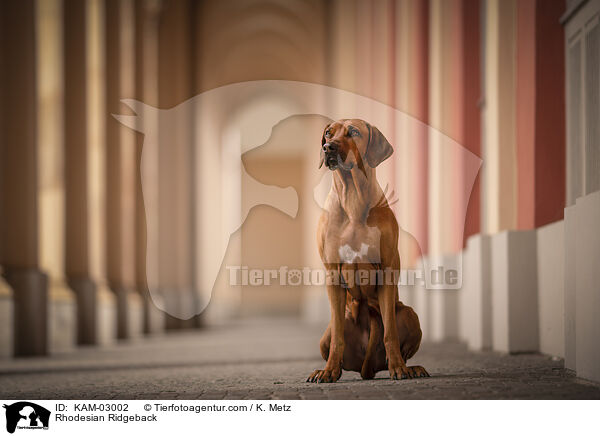 Rhodesian Ridgeback / Rhodesian Ridgeback / KAM-03002