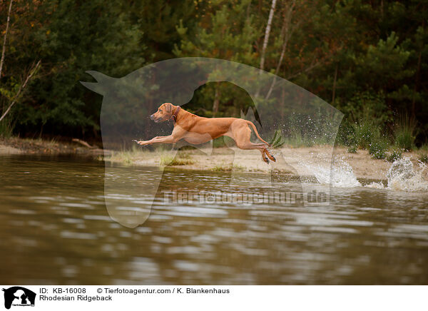 Rhodesian Ridgeback / Rhodesian Ridgeback / KB-16008