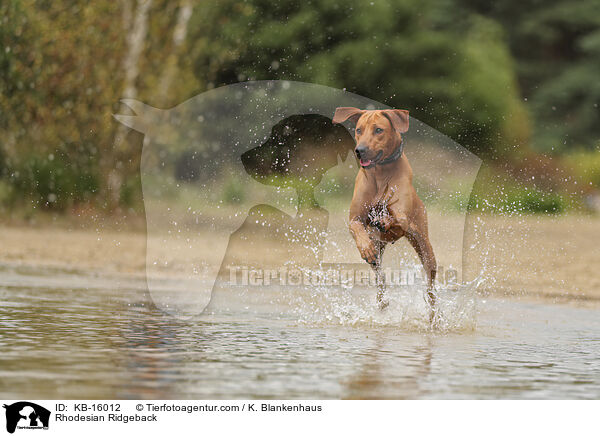 Rhodesian Ridgeback / Rhodesian Ridgeback / KB-16012