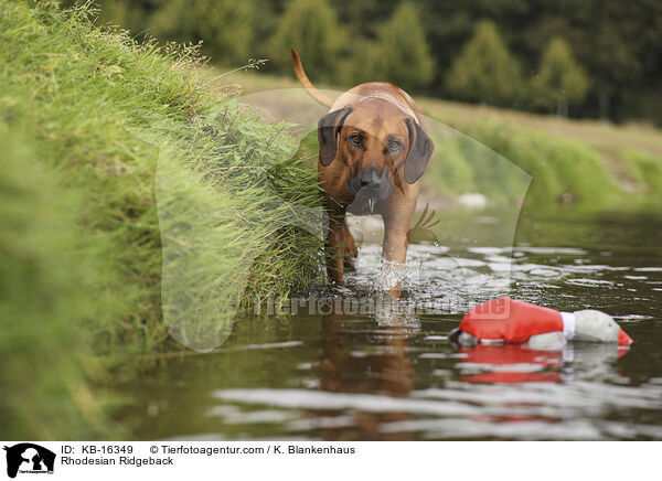 Rhodesian Ridgeback / Rhodesian Ridgeback / KB-16349