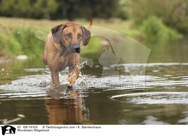 Rhodesian Ridgeback / Rhodesian Ridgeback / KB-16352