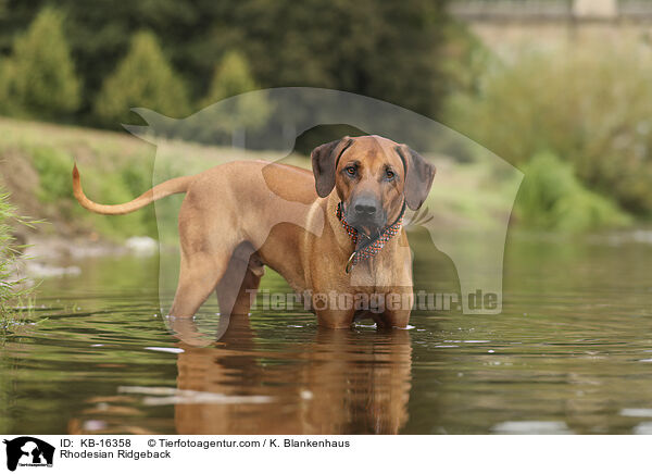 Rhodesian Ridgeback / Rhodesian Ridgeback / KB-16358