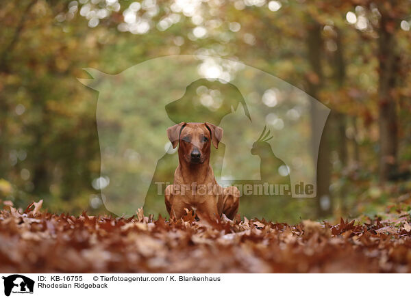 Rhodesian Ridgeback / Rhodesian Ridgeback / KB-16755