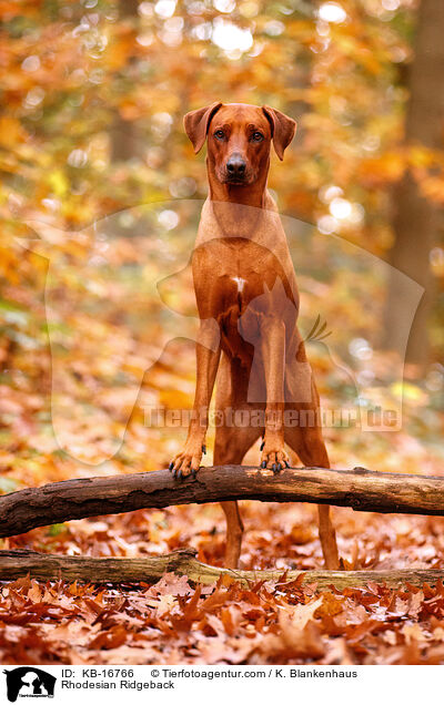 Rhodesian Ridgeback / Rhodesian Ridgeback / KB-16766