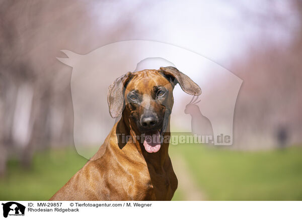 Rhodesian Ridgeback / Rhodesian Ridgeback / MW-29857