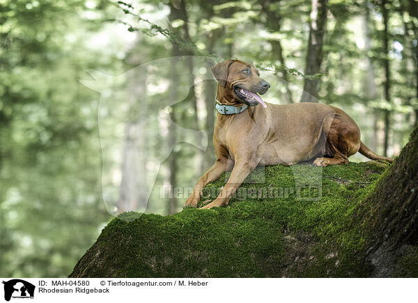 Rhodesian Ridgeback / Rhodesian Ridgeback / MAH-04580