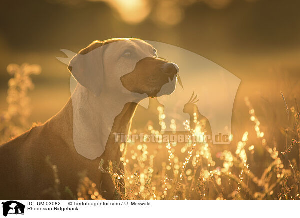 Rhodesian Ridgeback / Rhodesian Ridgeback / UM-03082