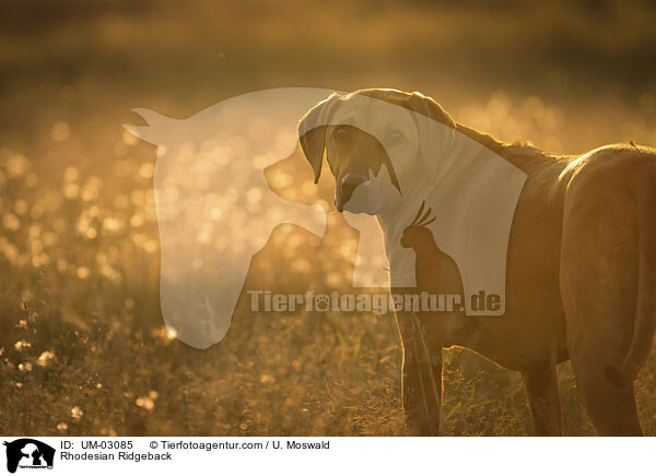 Rhodesian Ridgeback / Rhodesian Ridgeback / UM-03085