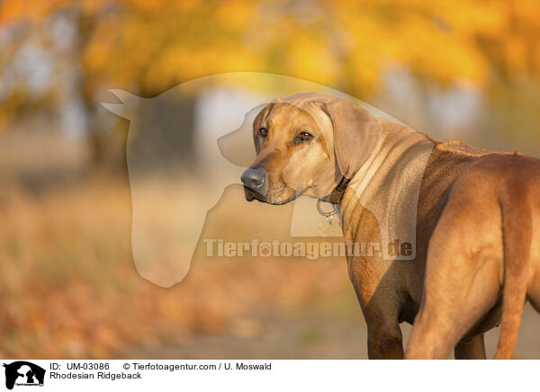 Rhodesian Ridgeback / Rhodesian Ridgeback / UM-03086
