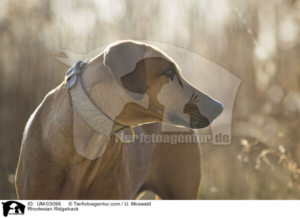 Rhodesian Ridgeback / Rhodesian Ridgeback / UM-03098
