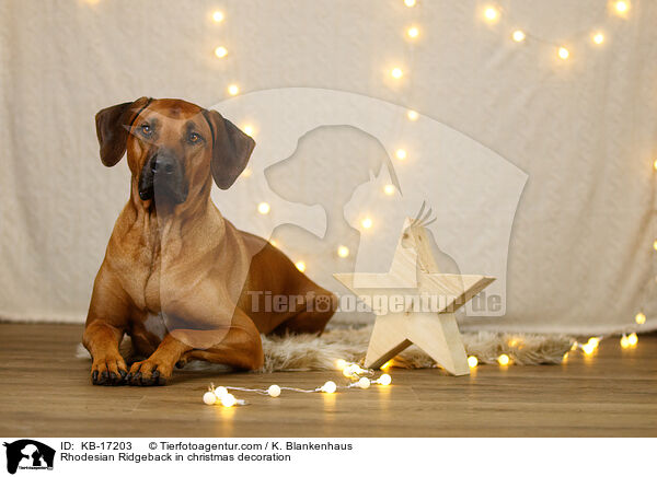 Rhodesian Ridgeback in Weihnachtsdekoration / Rhodesian Ridgeback in christmas decoration / KB-17203