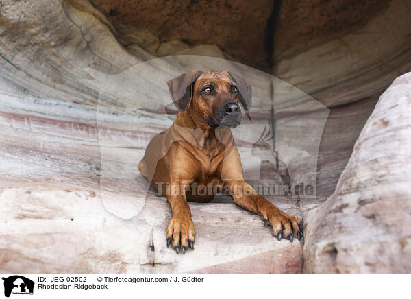Rhodesian Ridgeback / Rhodesian Ridgeback / JEG-02502