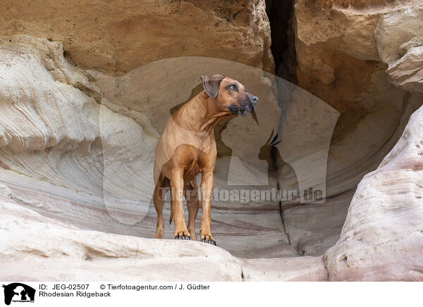 Rhodesian Ridgeback / Rhodesian Ridgeback / JEG-02507
