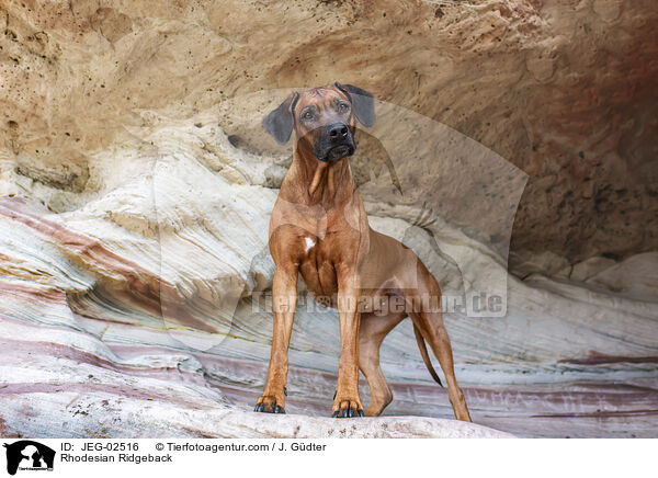 Rhodesian Ridgeback / Rhodesian Ridgeback / JEG-02516