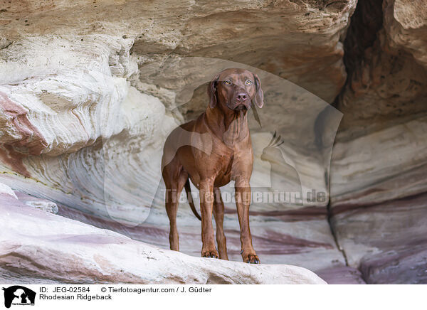 Rhodesian Ridgeback / Rhodesian Ridgeback / JEG-02584
