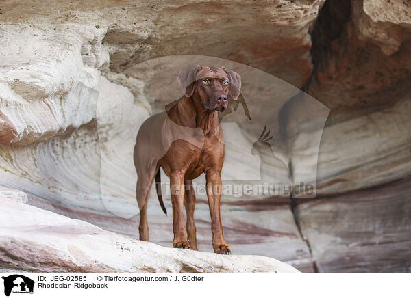 Rhodesian Ridgeback / Rhodesian Ridgeback / JEG-02585