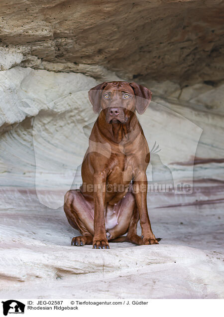 Rhodesian Ridgeback / Rhodesian Ridgeback / JEG-02587