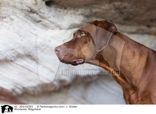 Rhodesian Ridgeback / Rhodesian Ridgeback / JEG-02593