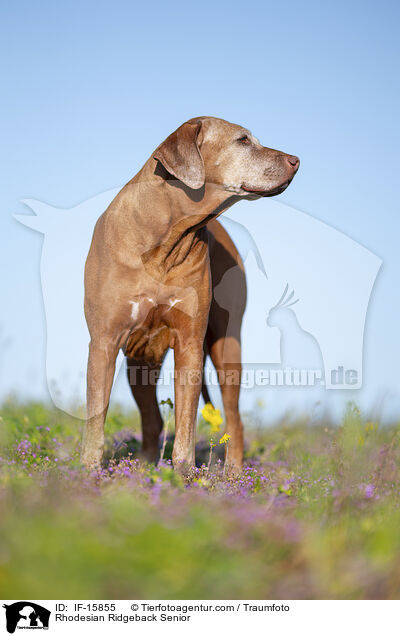 Rhodesian Ridgeback Senior / Rhodesian Ridgeback Senior / IF-15855