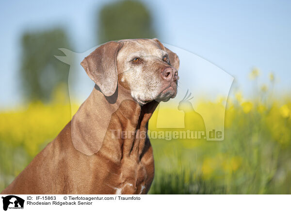 Rhodesian Ridgeback Senior / Rhodesian Ridgeback Senior / IF-15863