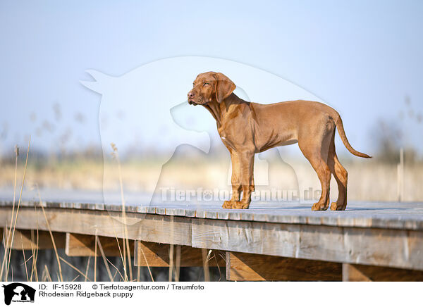 Rhodesian Ridgeback Welpe / Rhodesian Ridgeback puppy / IF-15928