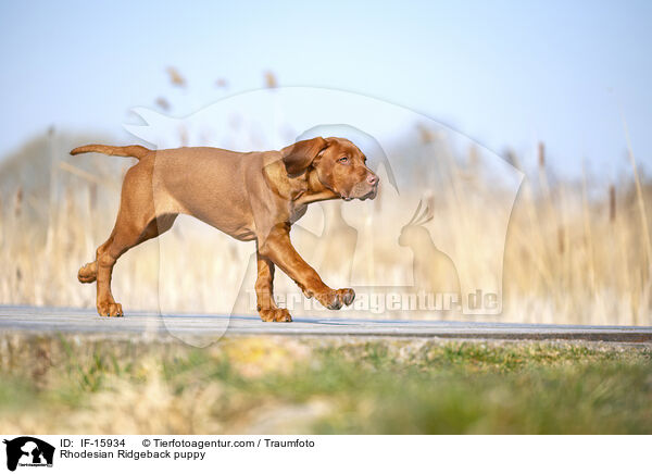 Rhodesian Ridgeback Welpe / Rhodesian Ridgeback puppy / IF-15934