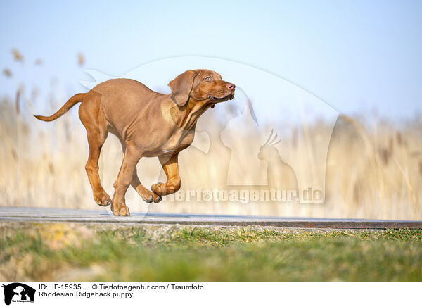 Rhodesian Ridgeback Welpe / Rhodesian Ridgeback puppy / IF-15935