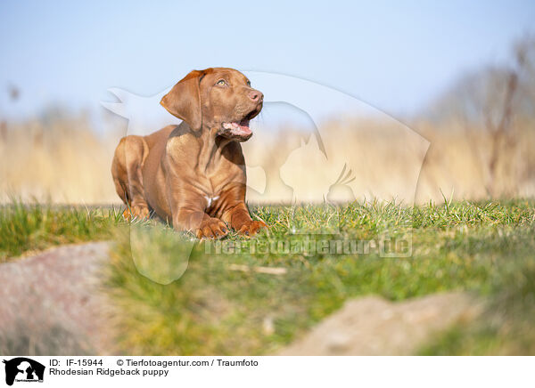 Rhodesian Ridgeback Welpe / Rhodesian Ridgeback puppy / IF-15944