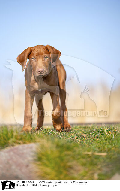 Rhodesian Ridgeback Welpe / Rhodesian Ridgeback puppy / IF-15948