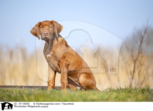 Rhodesian Ridgeback Welpe / Rhodesian Ridgeback puppy / IF-15950